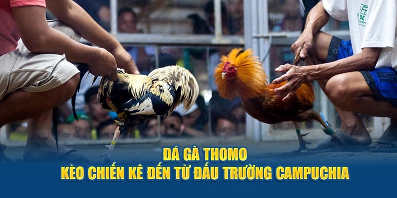 Sơ lược về đá gà phomo