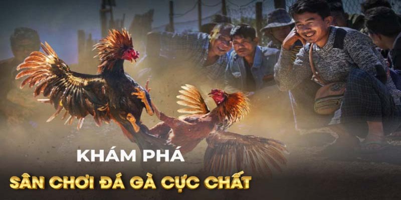 Tìm hiểu về đá gà C1