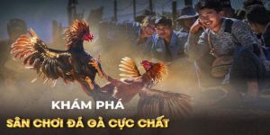 Đá Gà C1 - Giải Trí Cùng Những Màn Đá Kê Nảy Lửa Tại J88